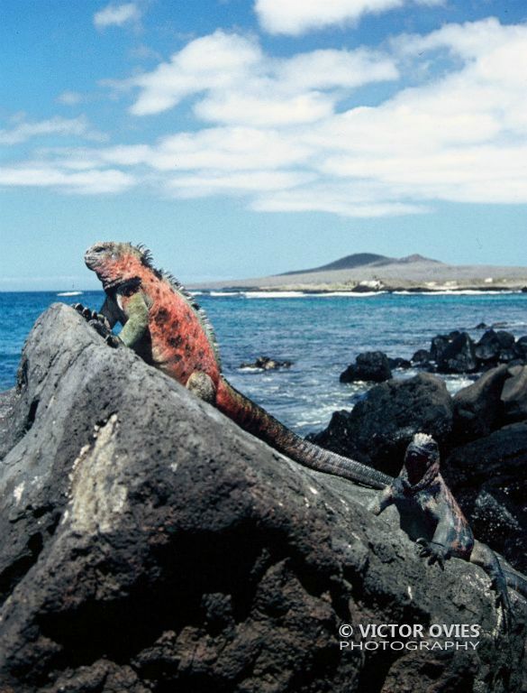 Iguana